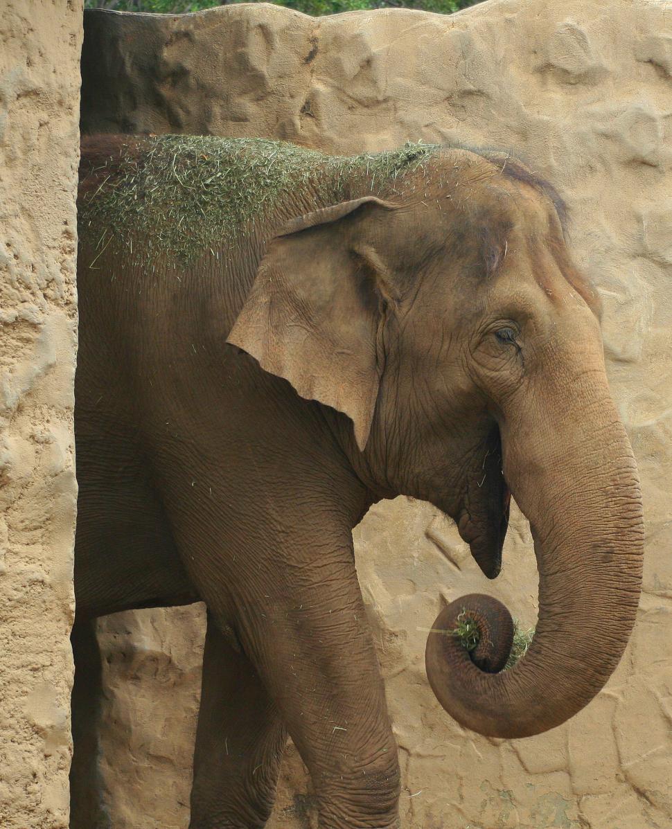 Free Image of Elephant 