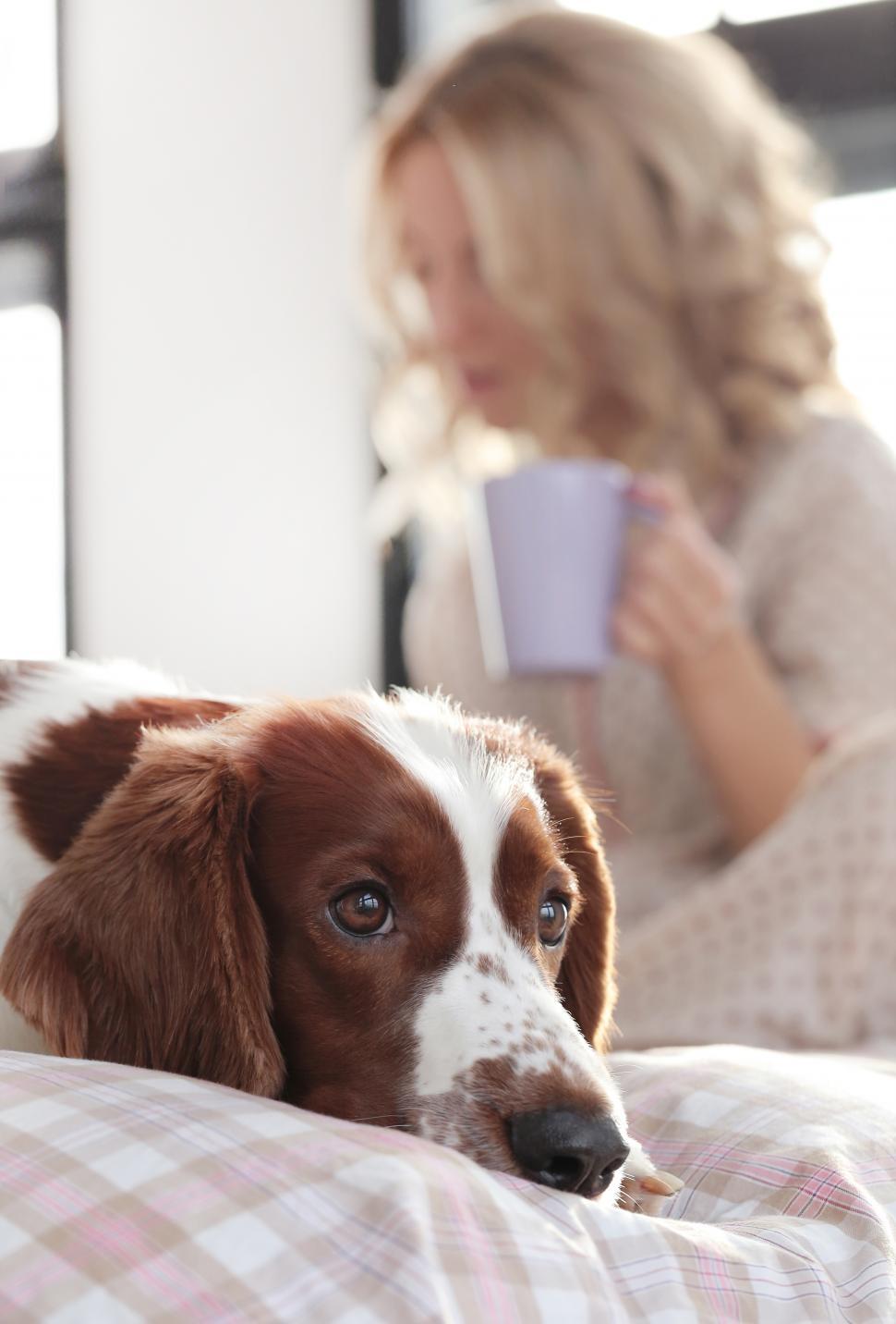 Free Image of Girl in bed in the background. Dog in front. 