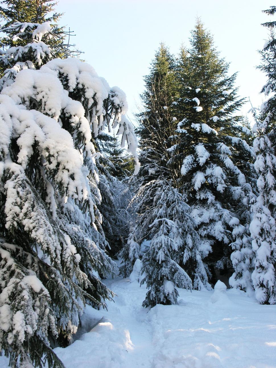 Free Image of Heavy snow over the mountains 
