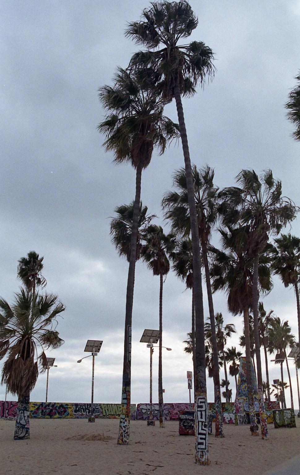 Free Image of Graffiti and palm trees 
