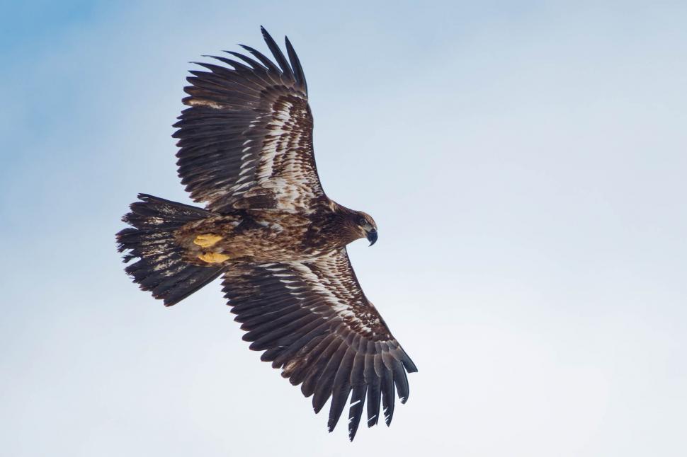 Free Image of Bald eagle 