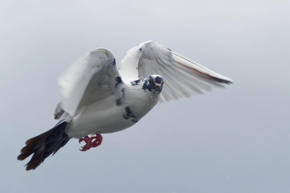 Free Image of Pigeon 