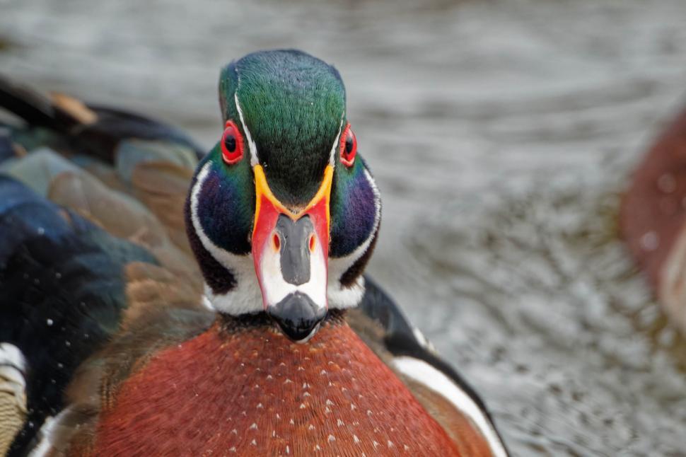 Free Image of Wood Duck 