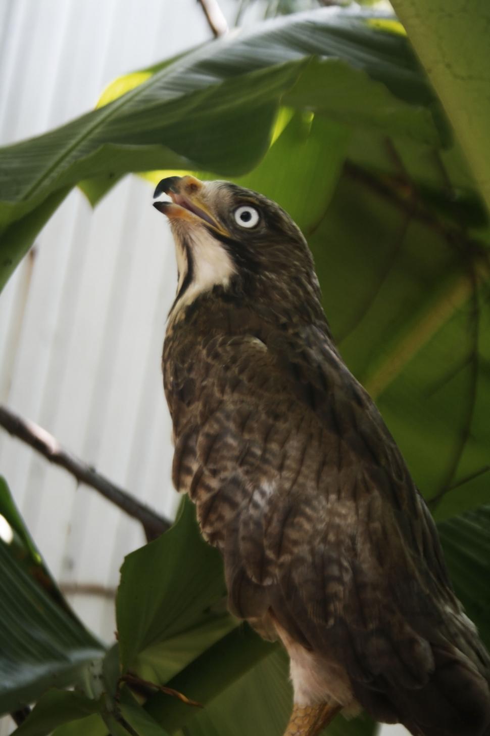 Free Image of White eye buzzard  