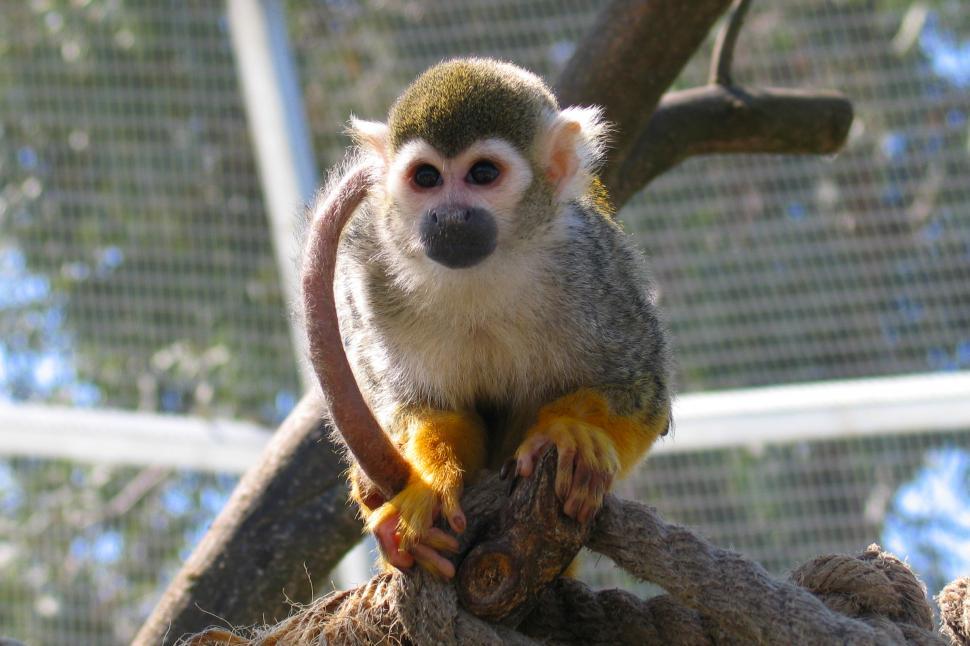 Free Image of Squirrel monkey 