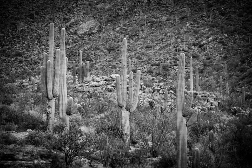 Free Image of Three Sahuaros, Black and White 