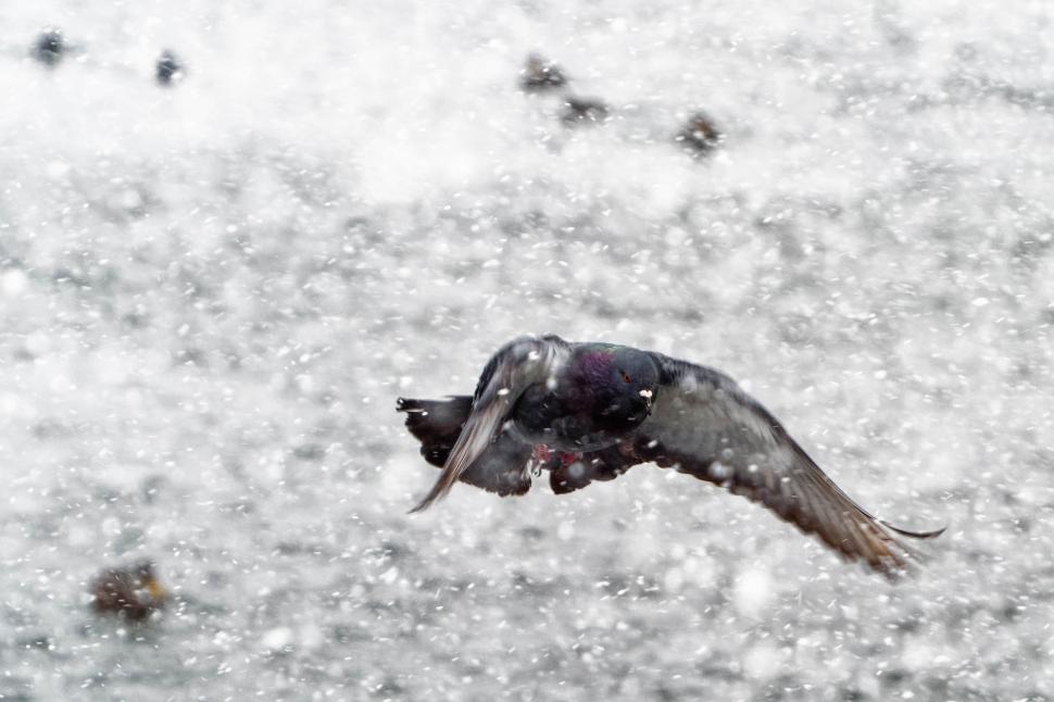 Free Image of Pigeon 