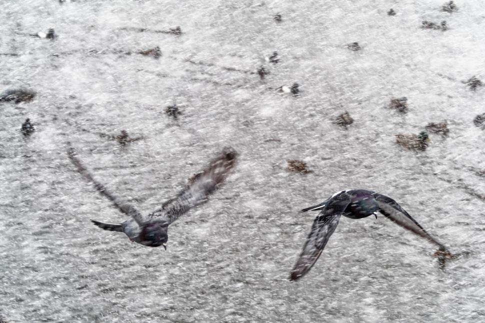 Free Image of Pigeon flying in a snowsquall 