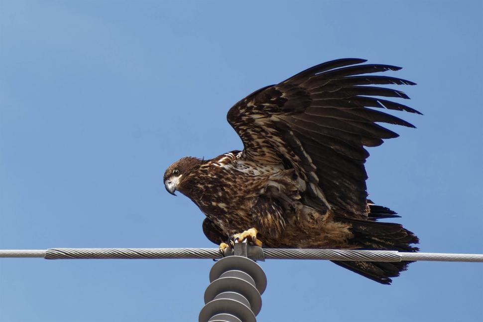 Free Image of Bald Eagle on a wire 