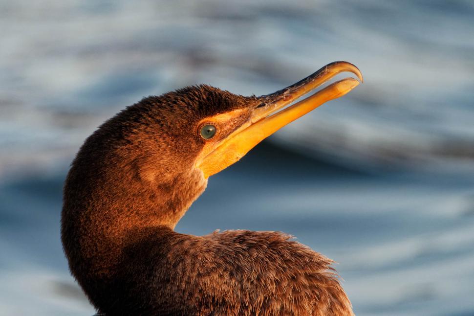 Free Image of Cormorant 