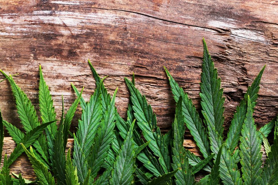 Free Image of Cannabis leaves on a textured wooded backgroud 
