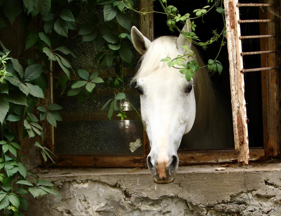 Free Image of Beautiful white horse 