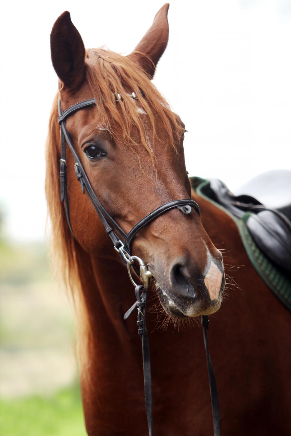 Free Image of Head shot of beautiful brown horse 