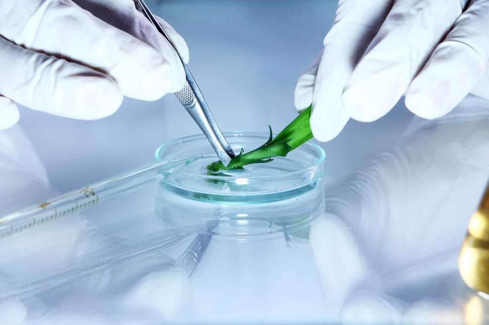 Free Image of Science experiment with plant 