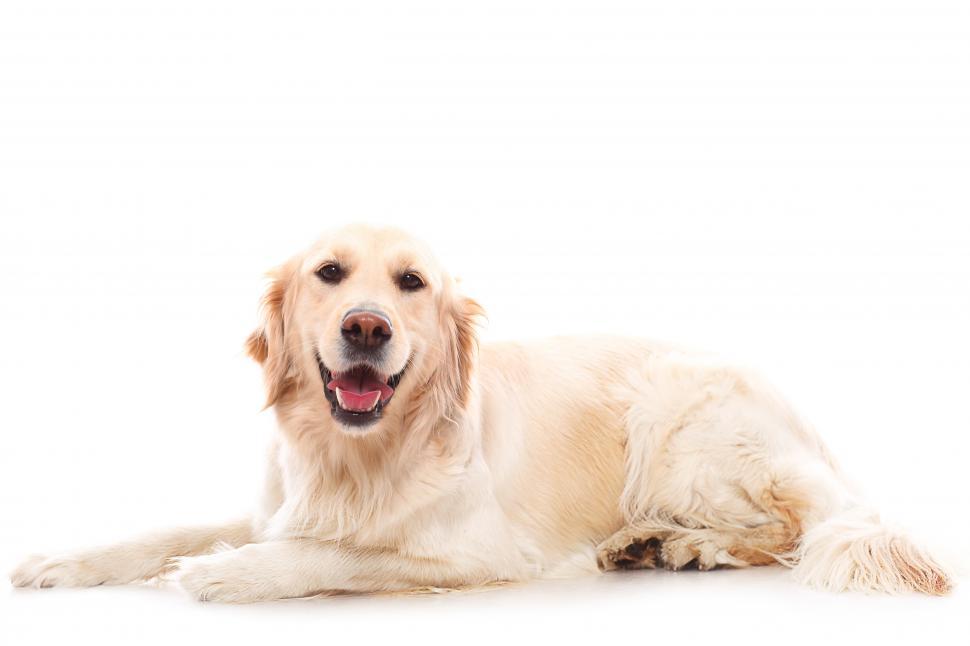 Free Image of Cute golden retriever 
