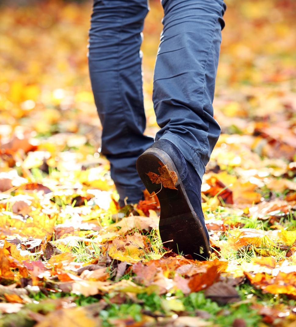 Free Image of Walking through a field of fallen leaves 
