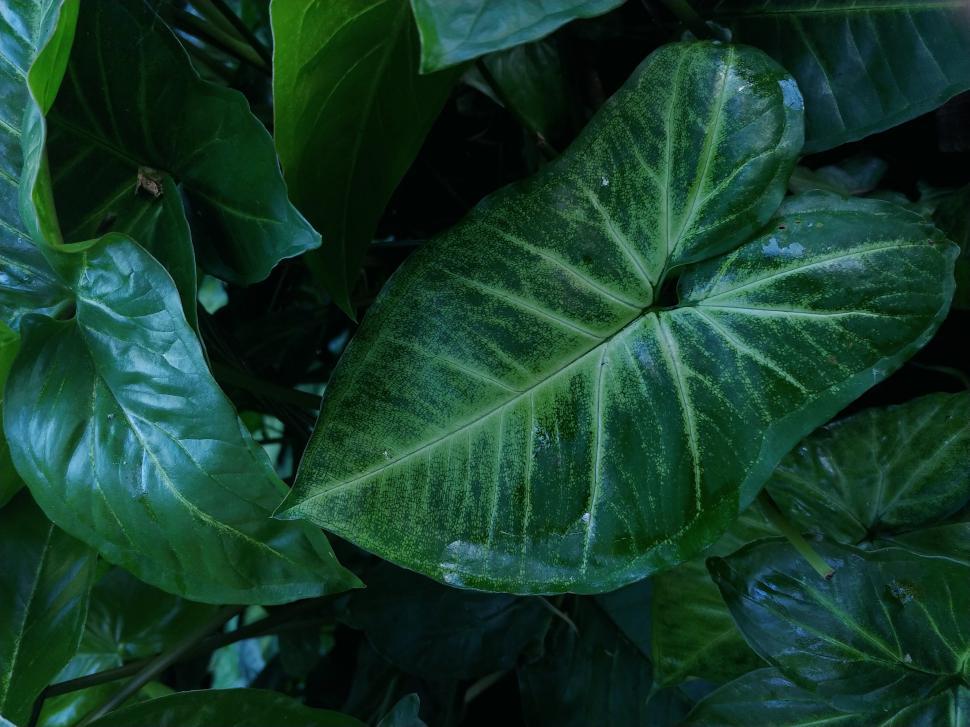 Free Image of Large green leaves 