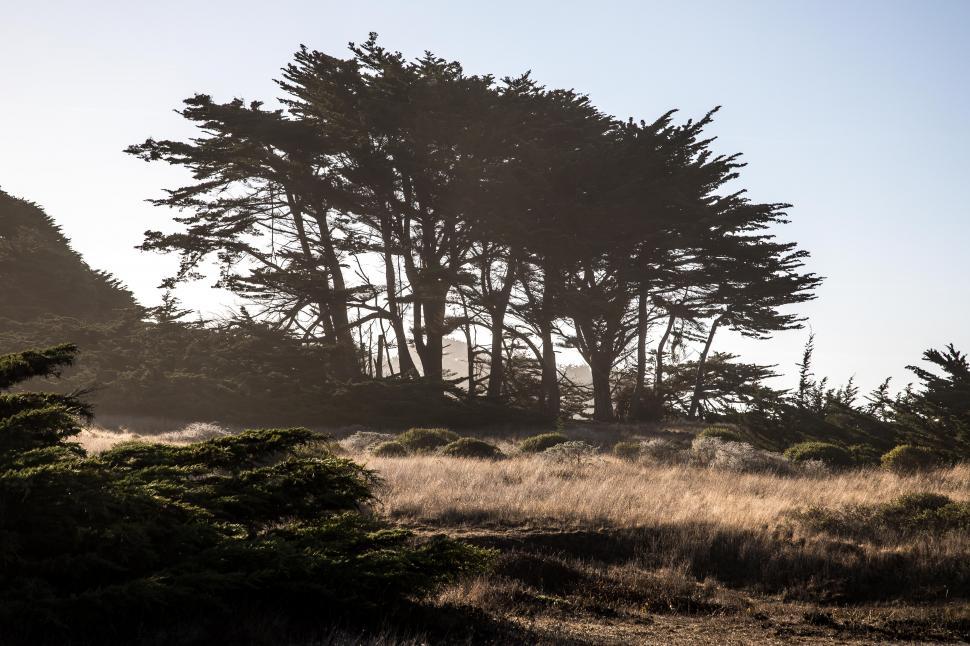 Free Image of Group of cypress trees in silhouette 