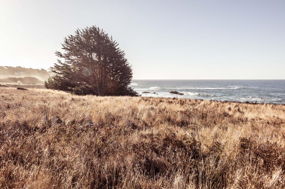Free Image of One single tree in brown grass on the California coast 