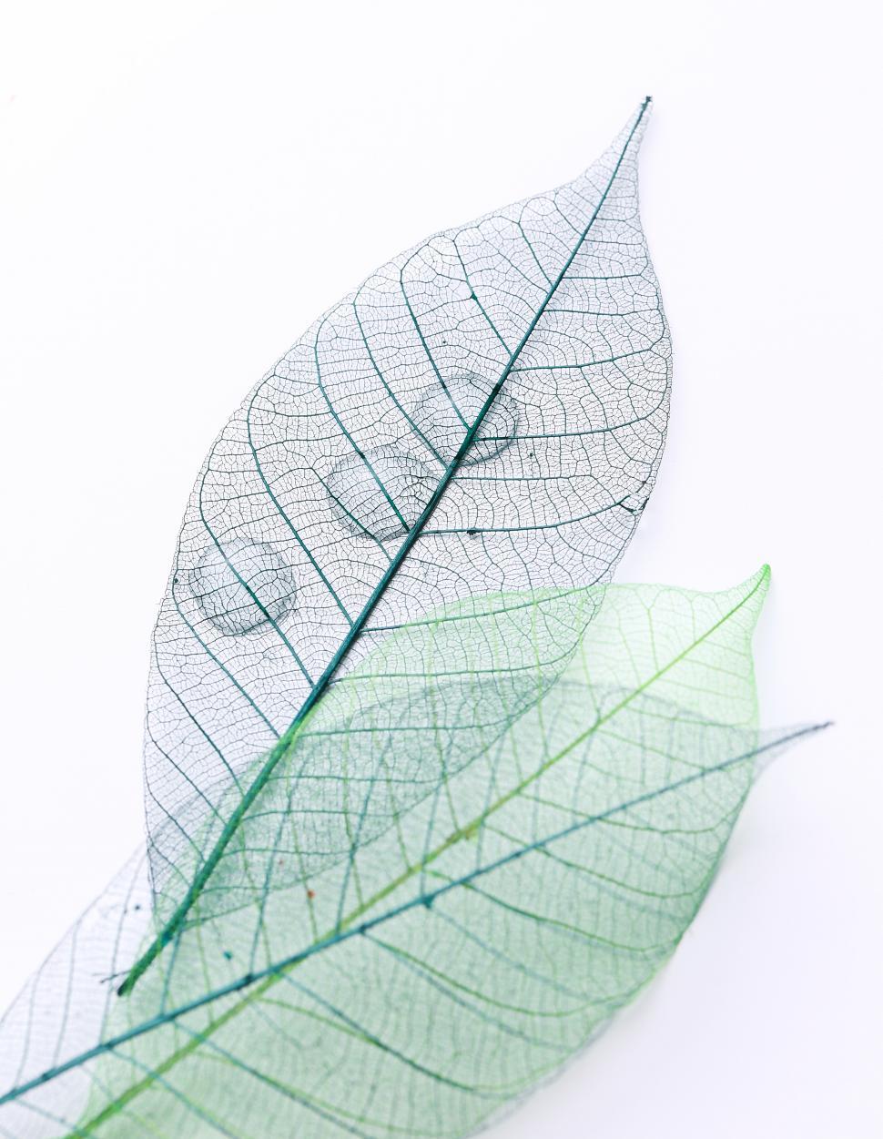 Free Image of Delicate leaves and water droplets on the table 