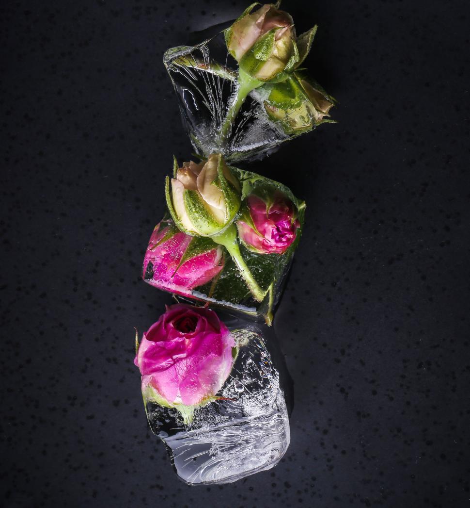 Free Image of Flowers frozen into ice cubes on black background 