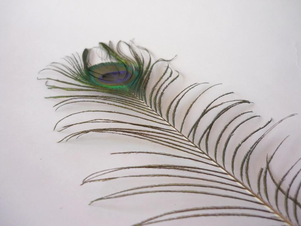 Free Image of Detailed Drawing of a Feather on White Background 