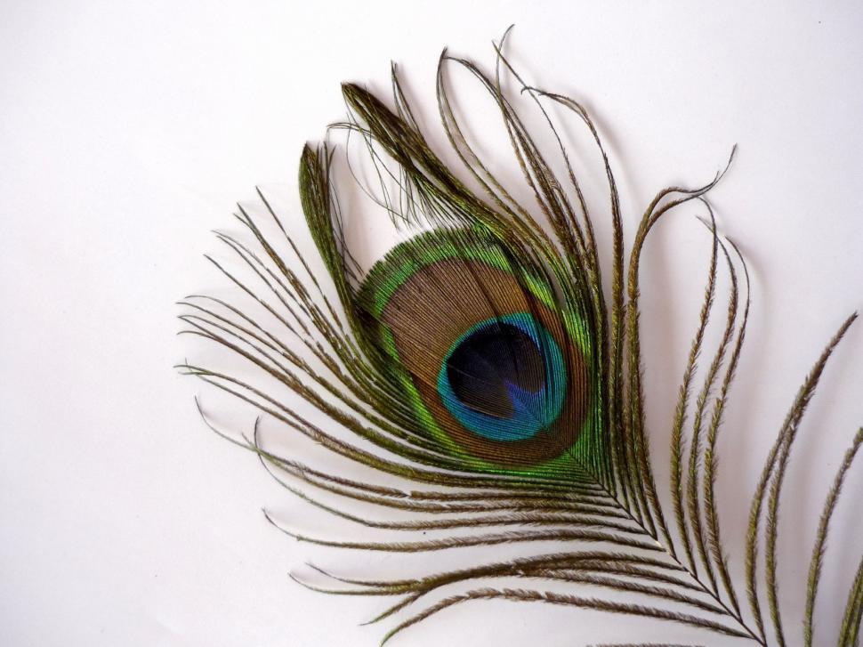 Free Image of Close Up of a Peacock Feather on White Background 