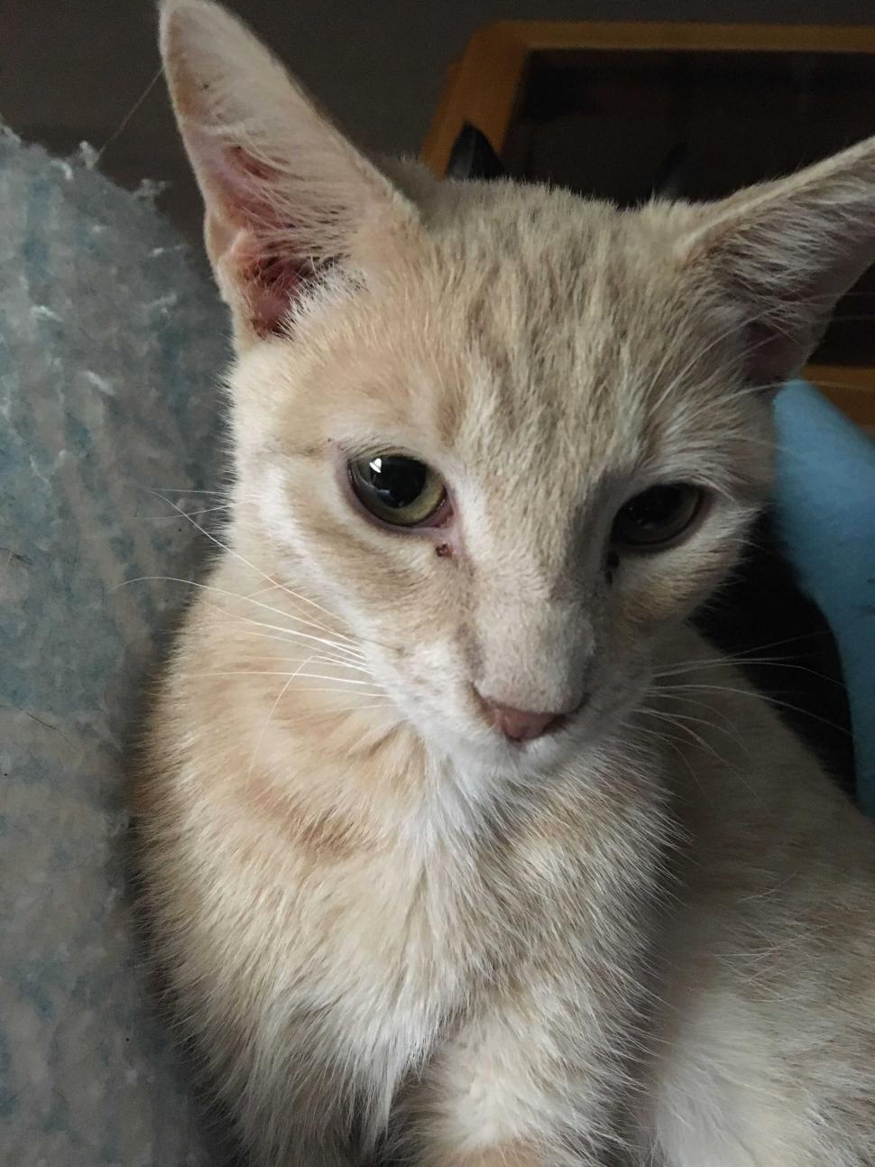 Free Image of Peanut  