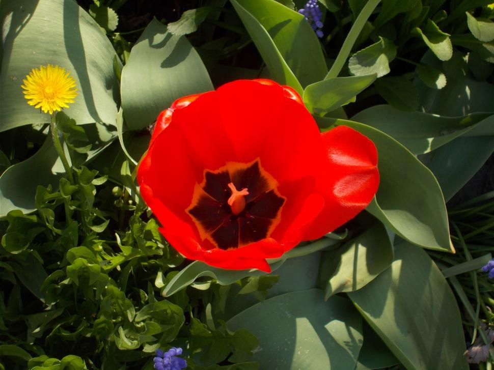 Free Image of Red tulip flower in bloom 