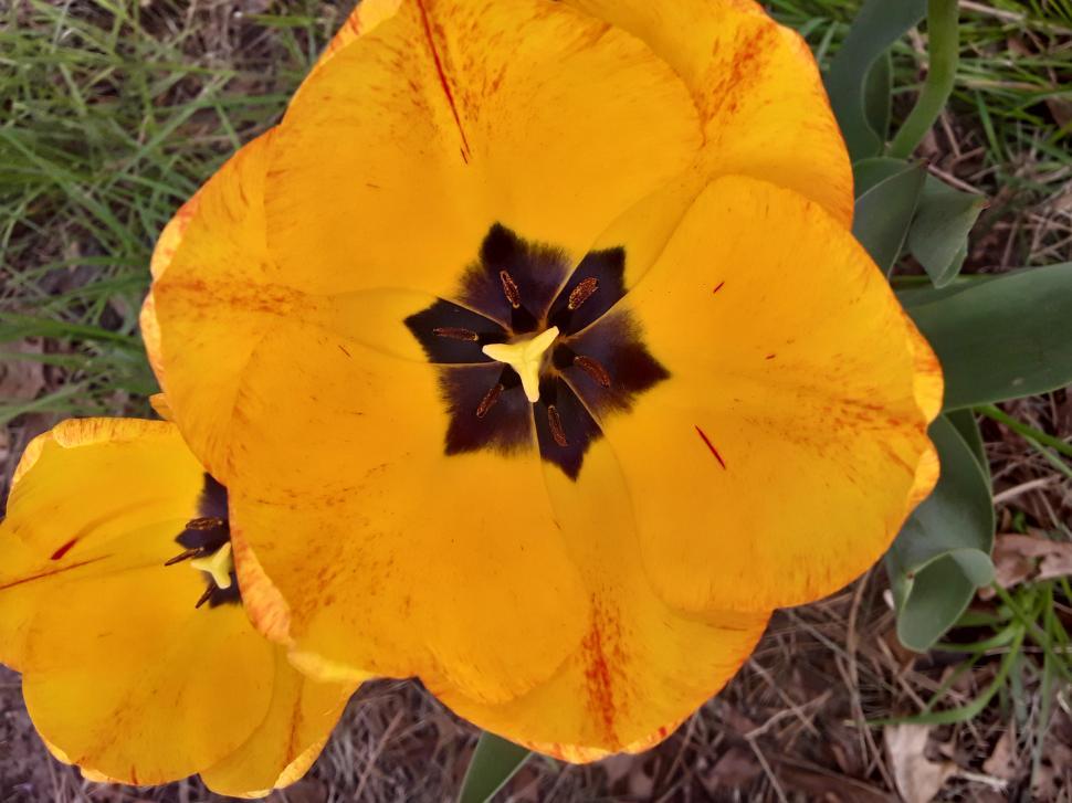 Free Image of Beautiful Tulips in Bloom 