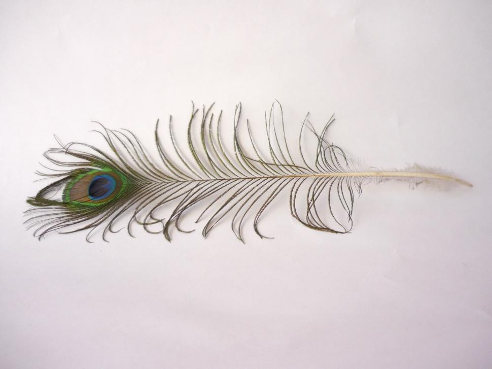 Free Image of Drawing of a Feather on White Background 