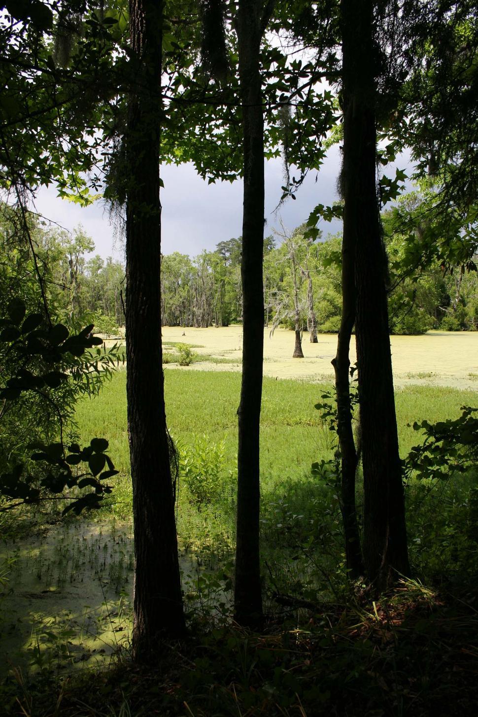 Free Image of view from trees 