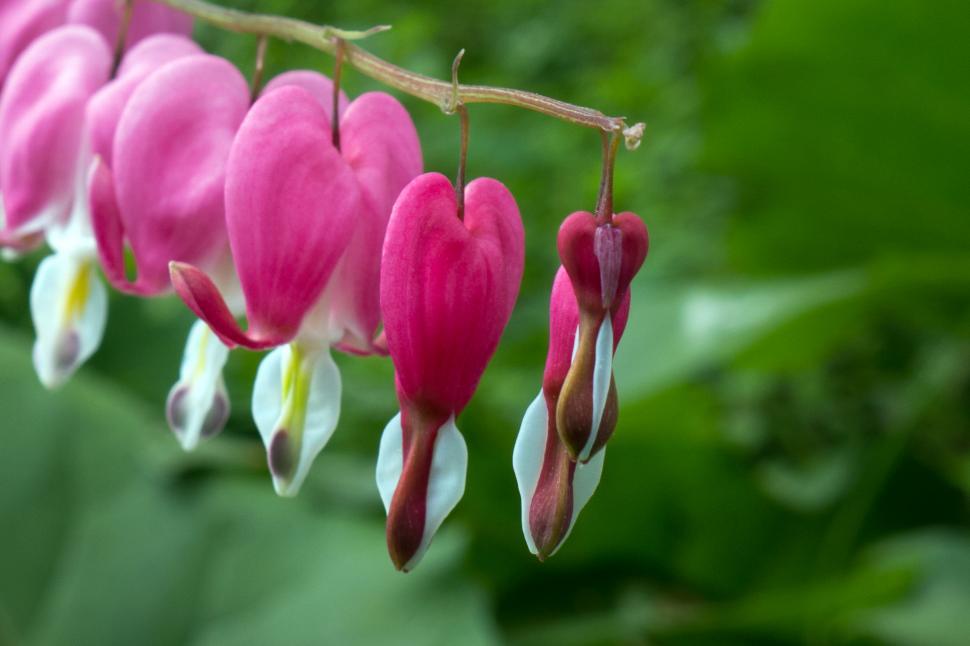 Free Image of Pink Bleeding Heart  