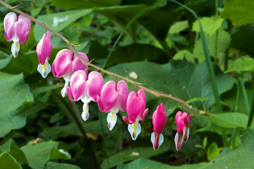 Free Image of Bleeding Heart Pink White Flowers 