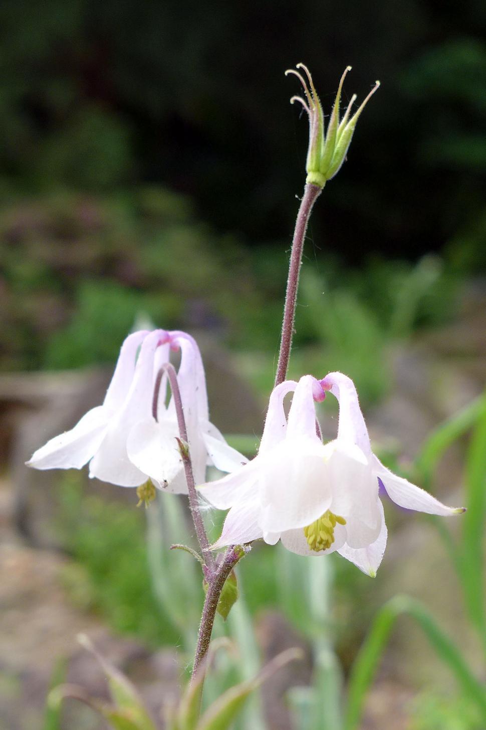 Free Image of White Columbine Flowers 
