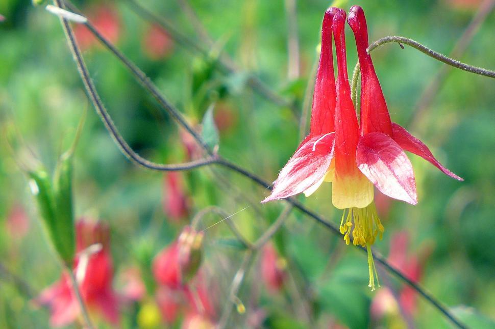 Free Image of Red Columbine Flower Macro 