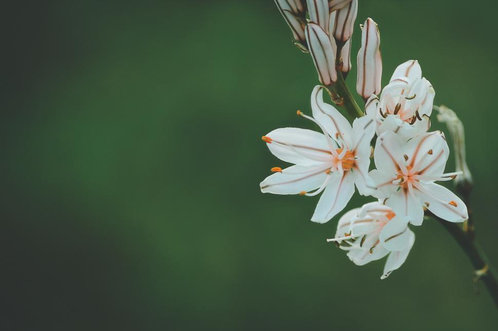 Free Image of White Flowers 