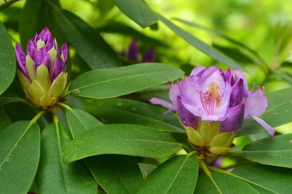 Free Image of Rhododendron Pink Flowers 