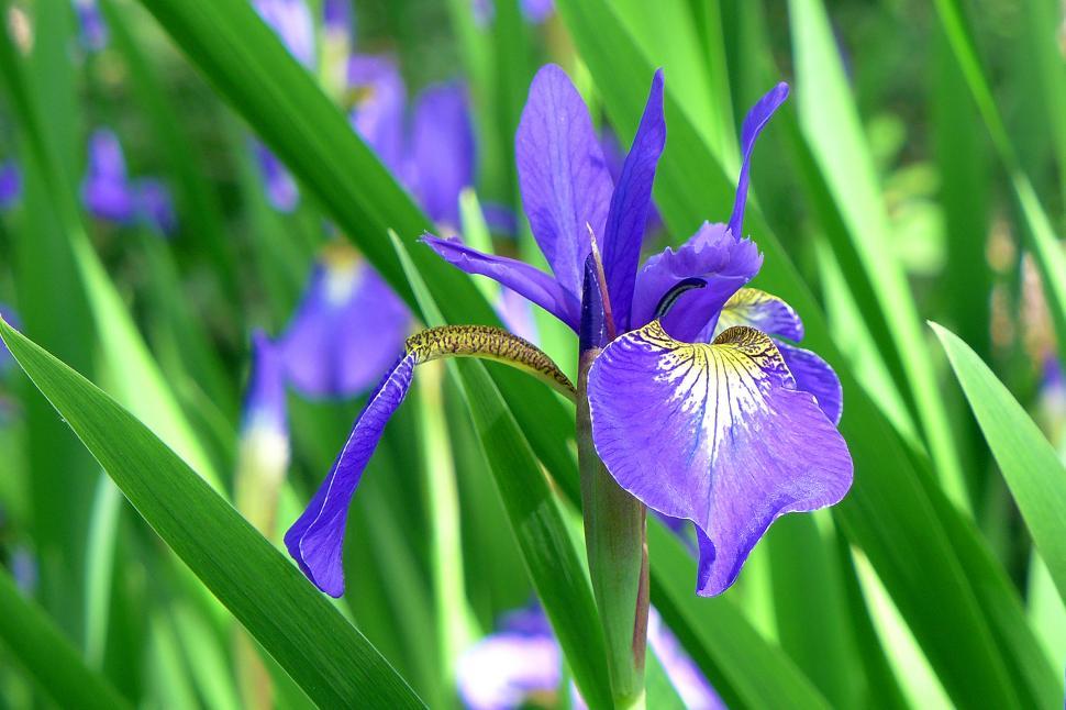 Free Image of Purple and Yellow Iris Flower 