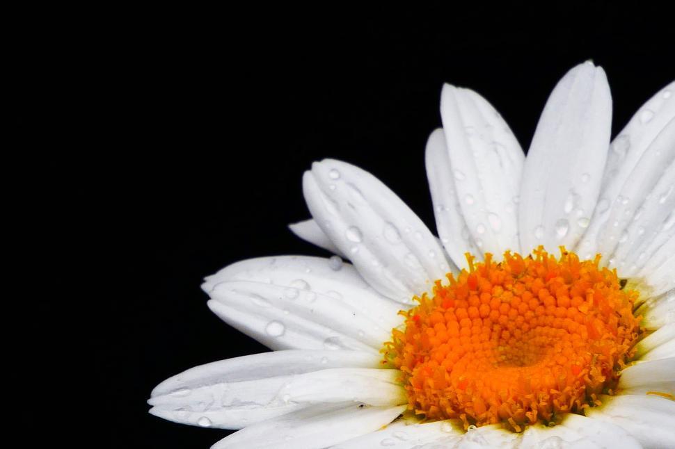 Free Image of Wet Daisy Bloom Closeup 