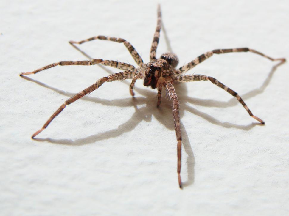 Free Image of Spider 