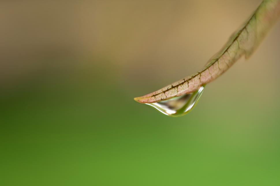 Free Image of Dew drop and leaf 