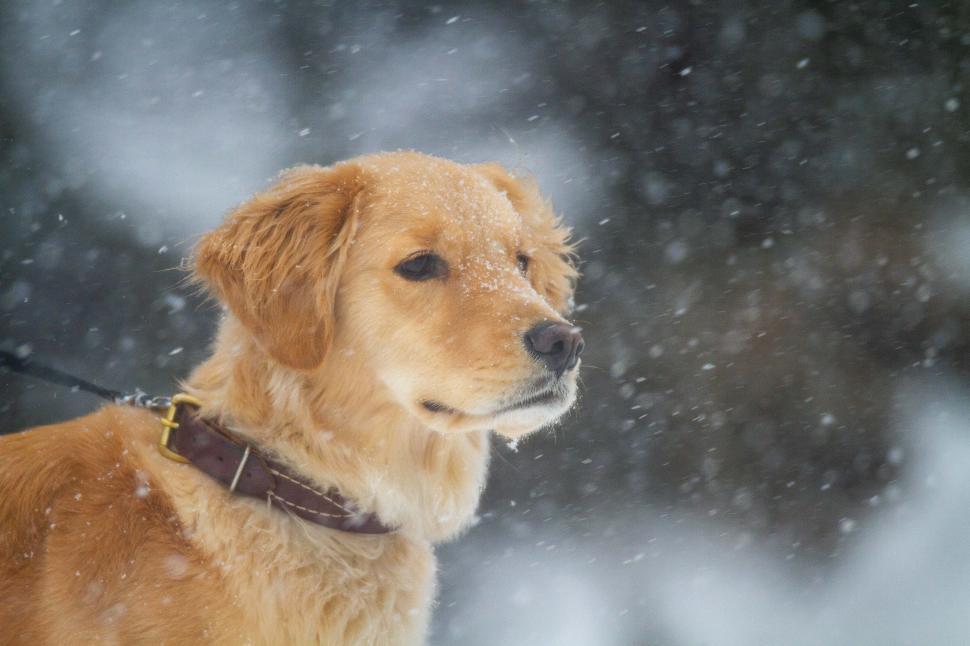 Free Image of Golden Retriever 