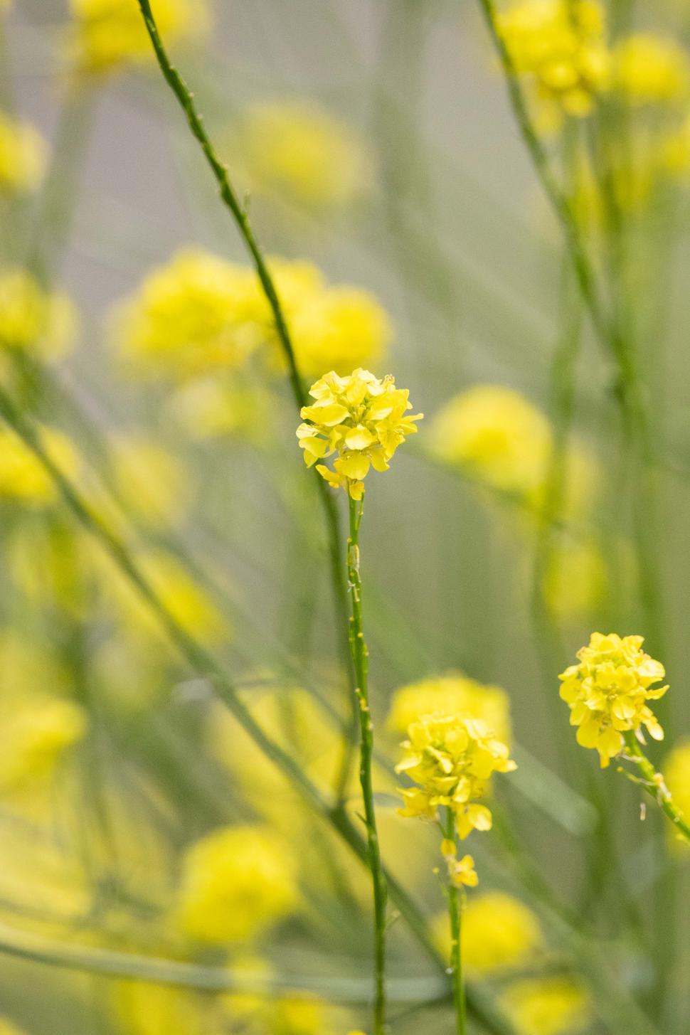 Free Image of Yellow Flowers 