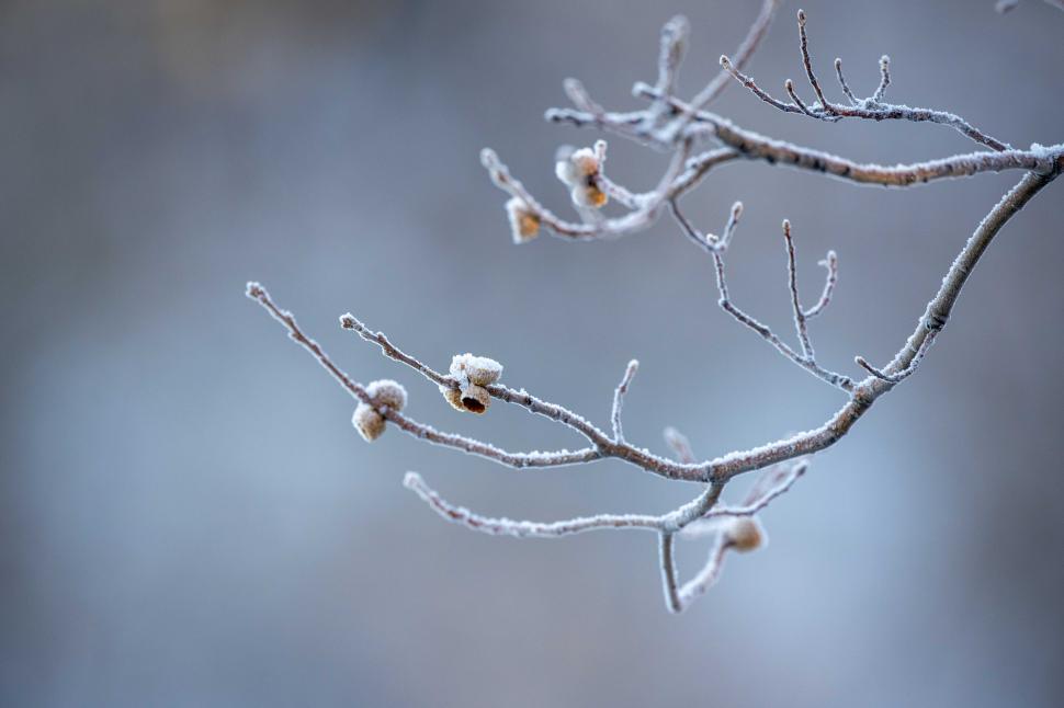 Free Image of Frozen tree branches 