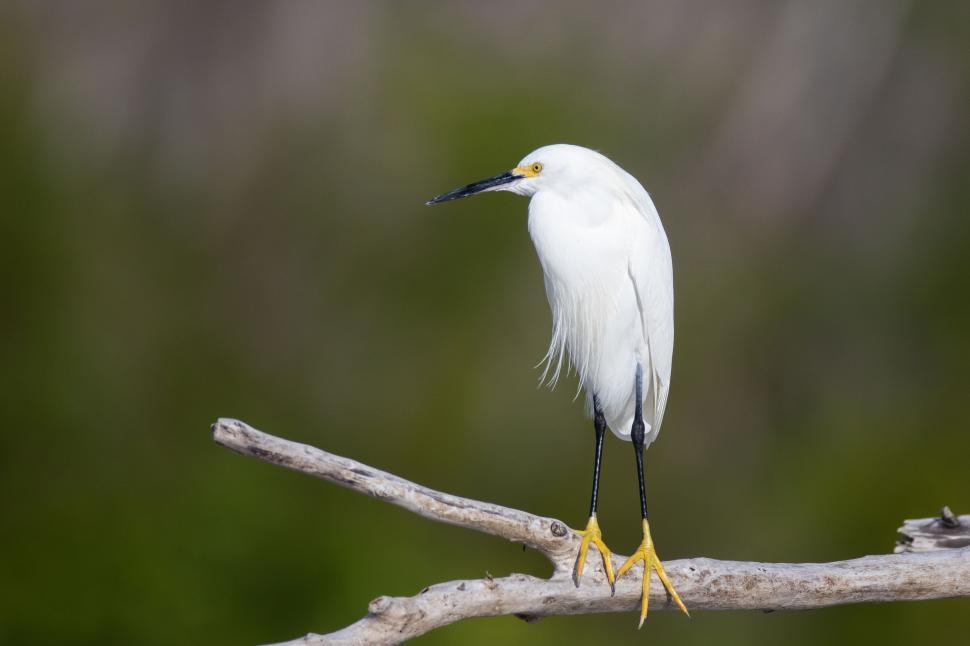 Free Image of Snowy Egret 