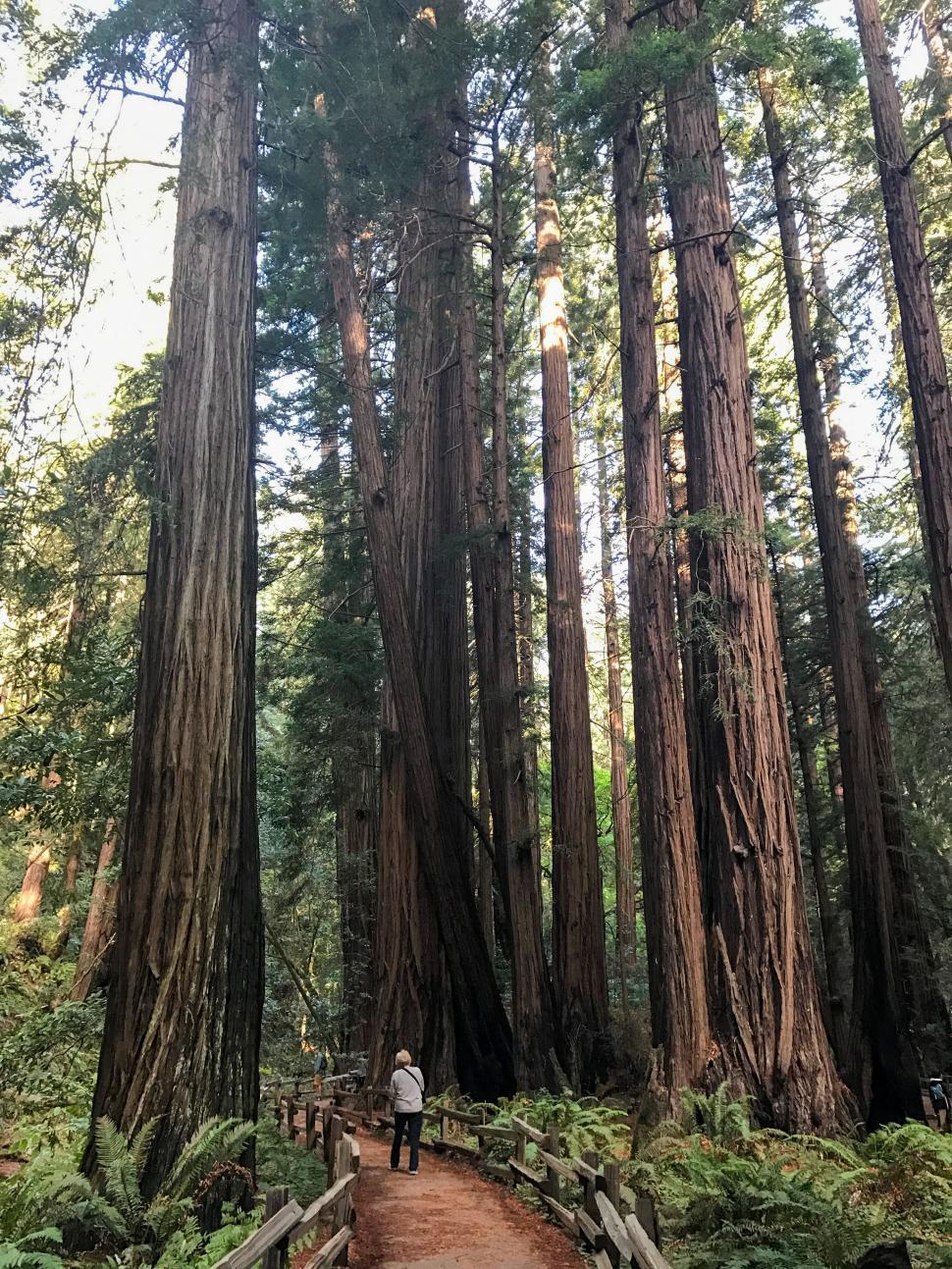 Free Image of Person and hiking trail with tall trees in the forest 