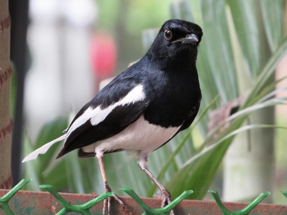 Free Image of Oriental magpie robin  