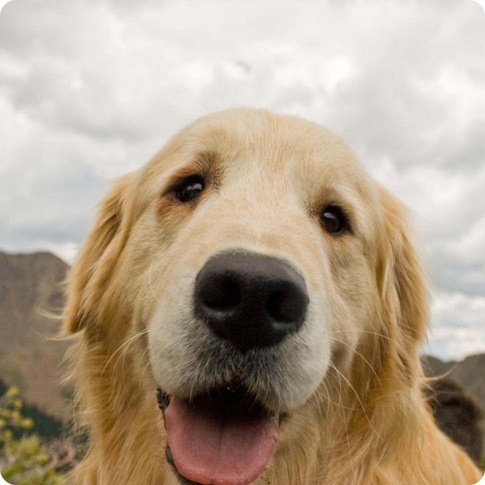 Free Image of Cute Golden Retriever 