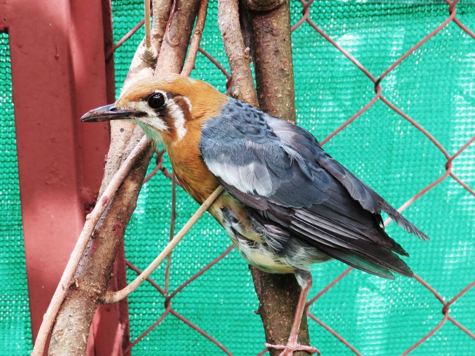 Free Image of Orange headed thrush 